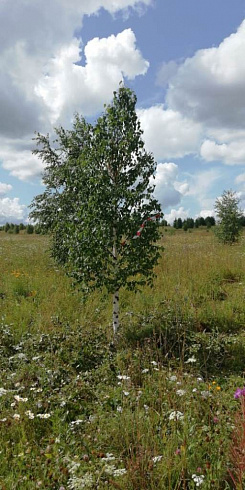 Береза бородавчатая/ Betula péndula