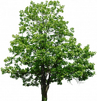Липа мелколистная/ Tilia cordata