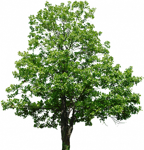 Липа мелколистная/ Tilia cordata