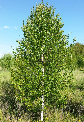Береза бородавчатая/ Betula péndula