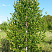 Береза бородавчатая/ Betula péndula