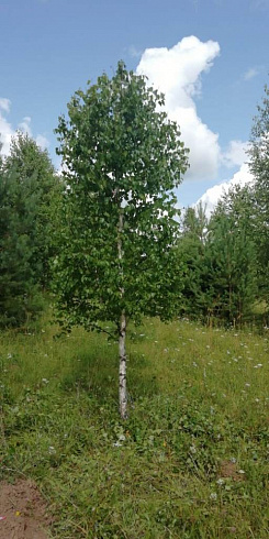 Береза бородавчатая/ Betula péndula