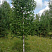 Береза бородавчатая/ Betula péndula