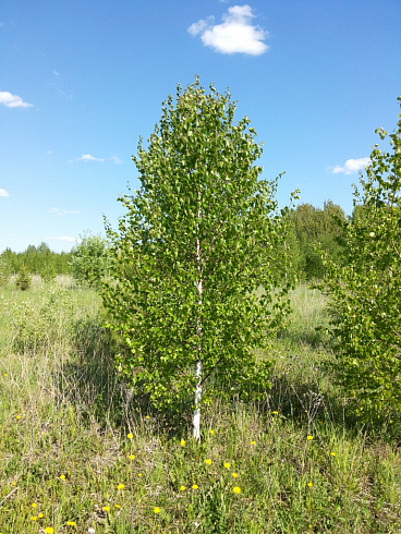Береза бородавчатая/ Betula péndula