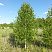 Береза бородавчатая/ Betula péndula