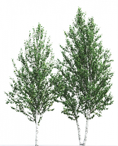 Береза бородавчатая/ Betula péndula