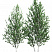 Береза бородавчатая/ Betula péndula