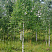 Береза бородавчатая/ Betula péndula